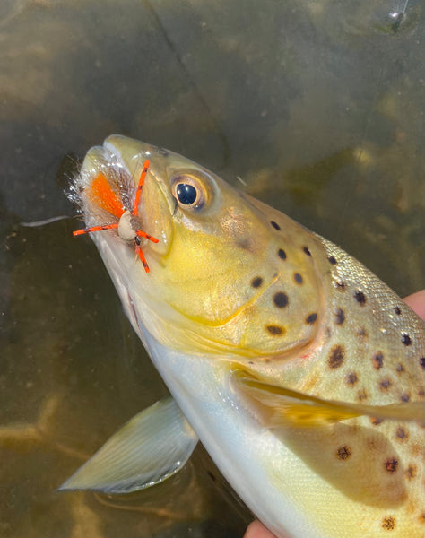 Rivulet Fly Fishing- Foam Possum Hopper