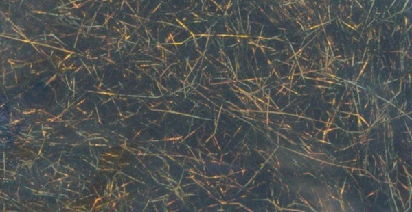 Soldarini Spectra Dubbing