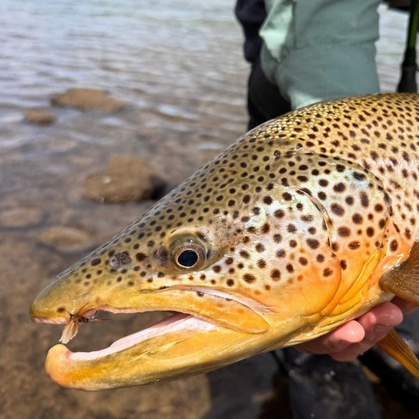 the best barbless flies